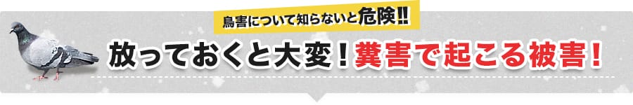 ハトの糞害、放っておくと大変！