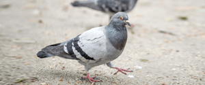 防鳥・鳥害ネット